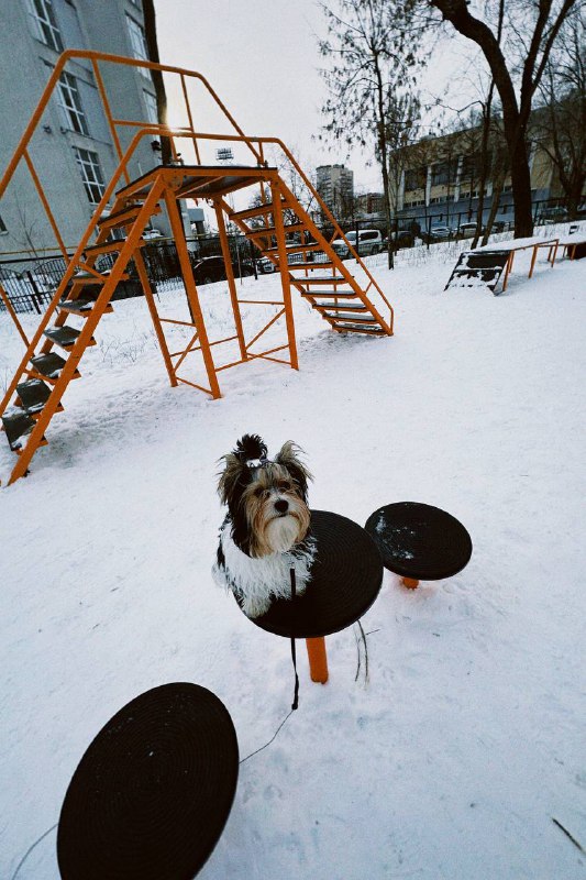 Собака на зимней прогулке